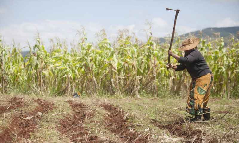 Photo: FAO/Giulio Napolitano