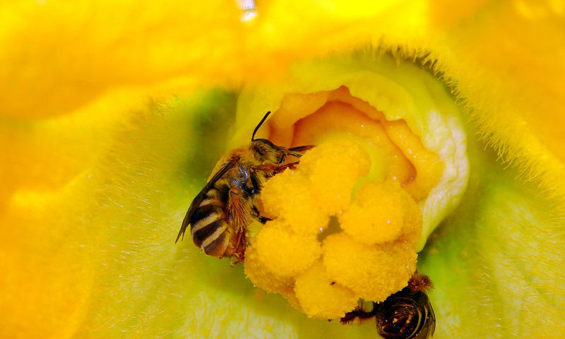 Photo: Wikimedia Commons